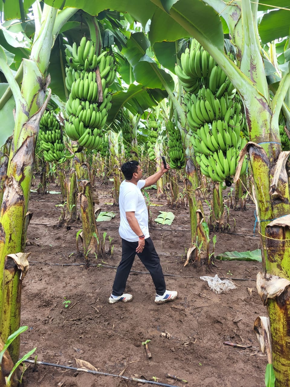 NCS TCP G-9 Tissue Culture Banana Plants Karmala Solapur - Happy Farmer with Banana Bunch